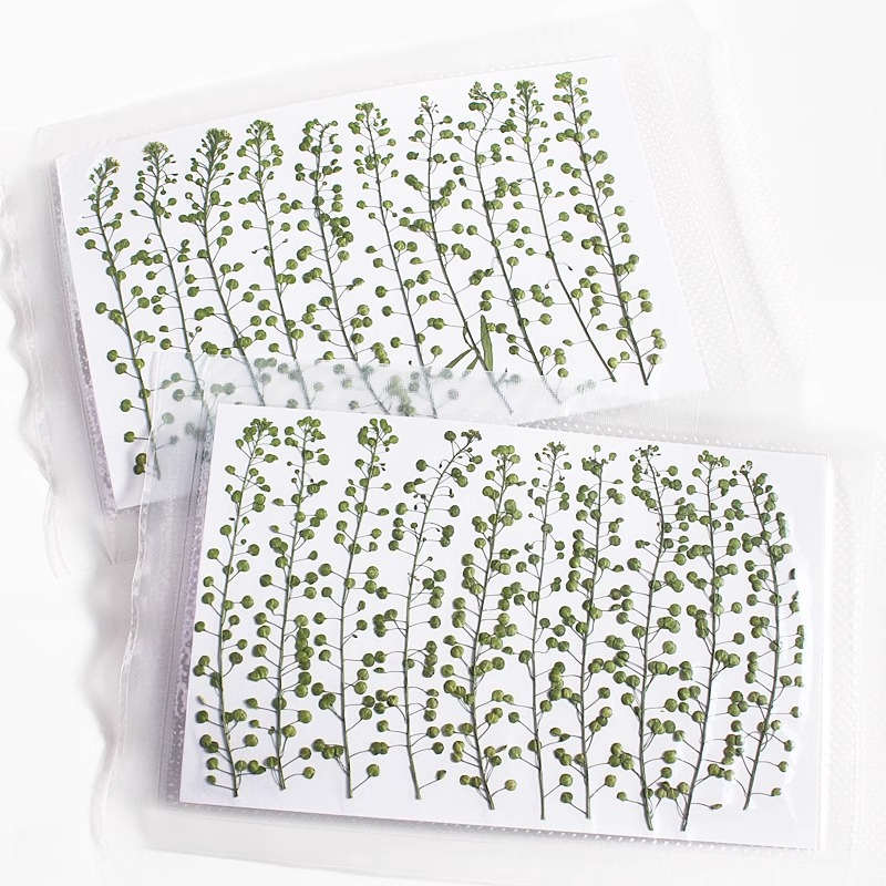 Natural Color Green Bell Grass - Resin Craft Ideas 评论和价格