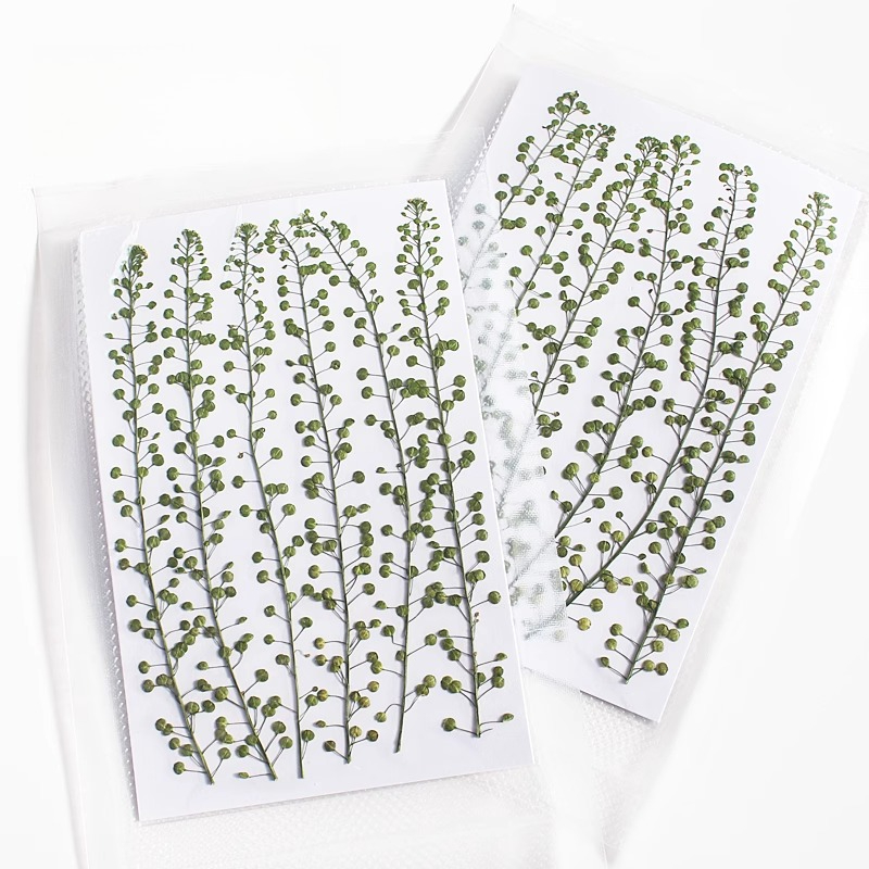 Natural Color Green Bell Grass - Resin Craft Ideas 评论和价格