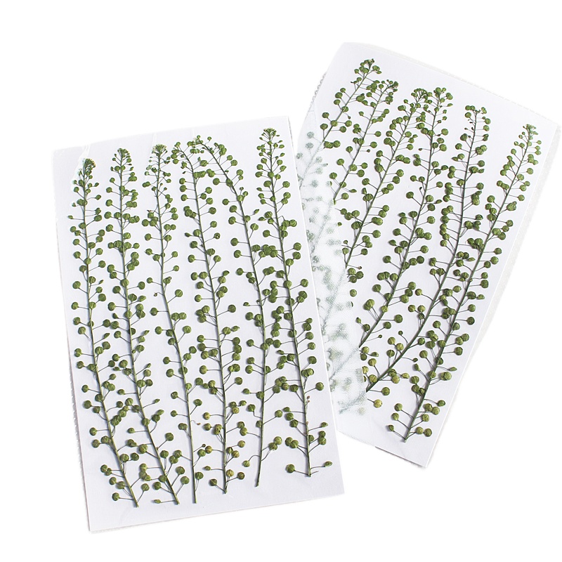 Natural Color Green Bell Grass - Resin Craft Ideas 评论和价格