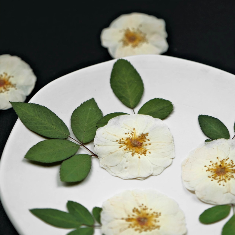 6pcs,9pcs,Nature White Rose Pr - Resin Craft Ideas 评论和价格
