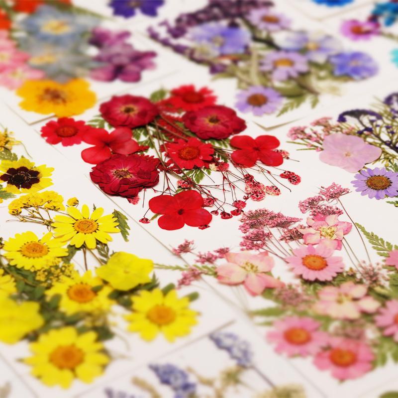 Real Natural Pressed Dried Pla - Resin Craft Ideas 评论和价格