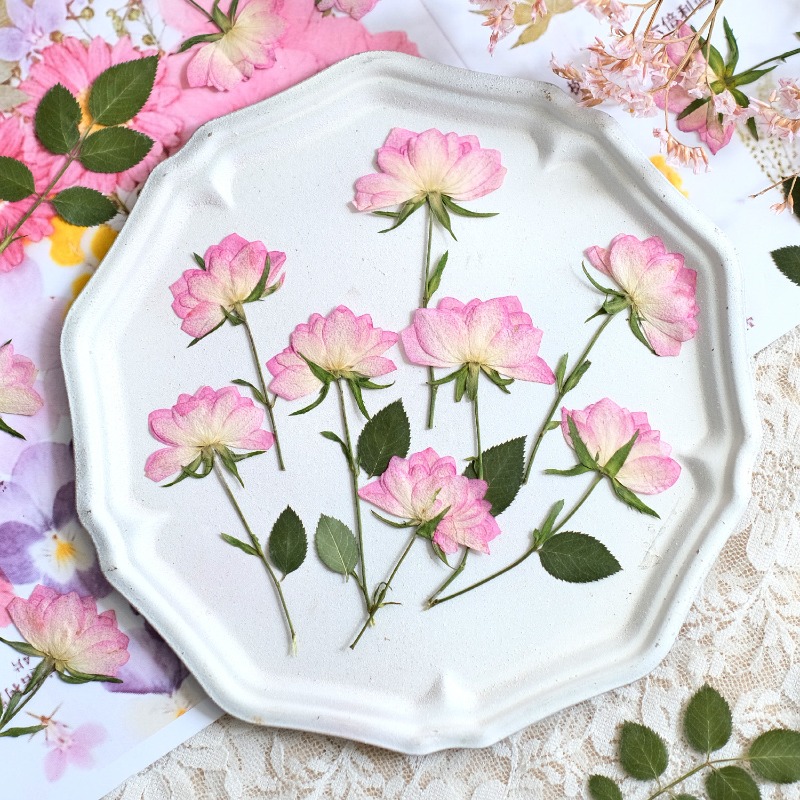 12pcs,Real Dried Pressed Flowe - Resin Craft Ideas 评论和价格