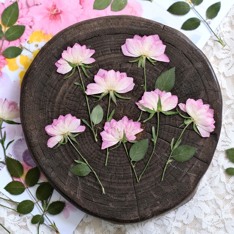 12pcs,Real Dried Pressed Flowe - Resin Craft Ideas 评论和价格