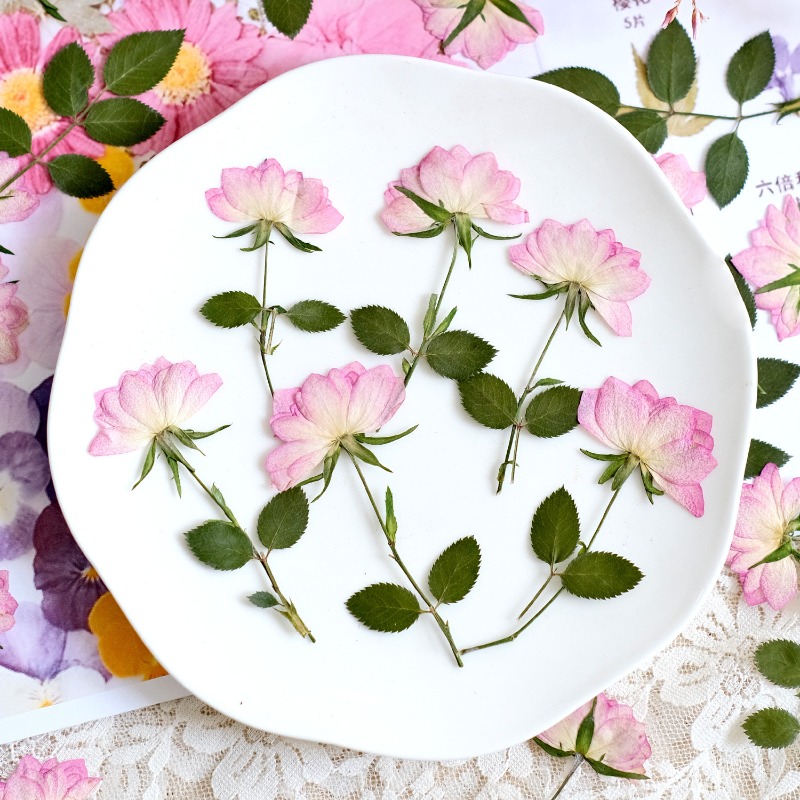 12pcs,Real Dried Pressed Flowe - Resin Craft Ideas 评论和价格