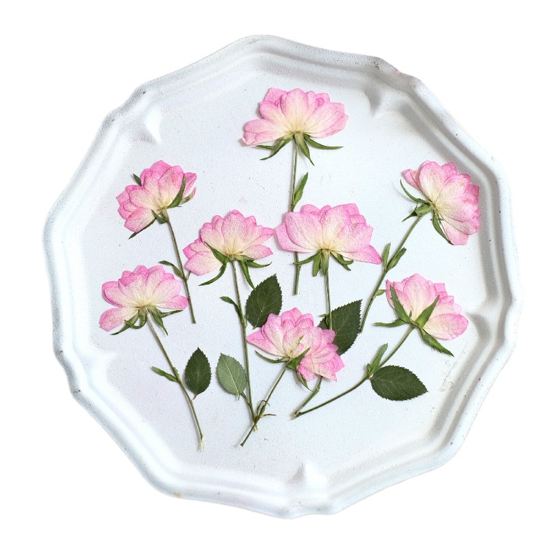 12pcs,Real Dried Pressed Flowe - Resin Craft Ideas 评论和价格