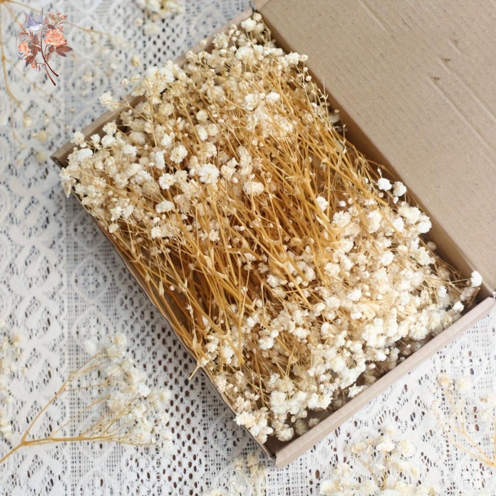 100pcs Mini Dried Baby's Breat - Resin Craft Ideas 评论和价格